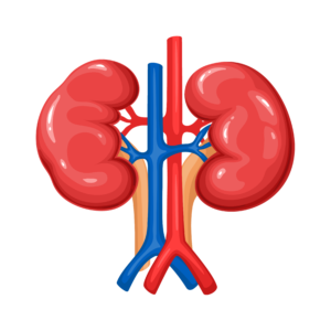 Kidney